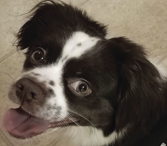 Pets of the Week: Misha